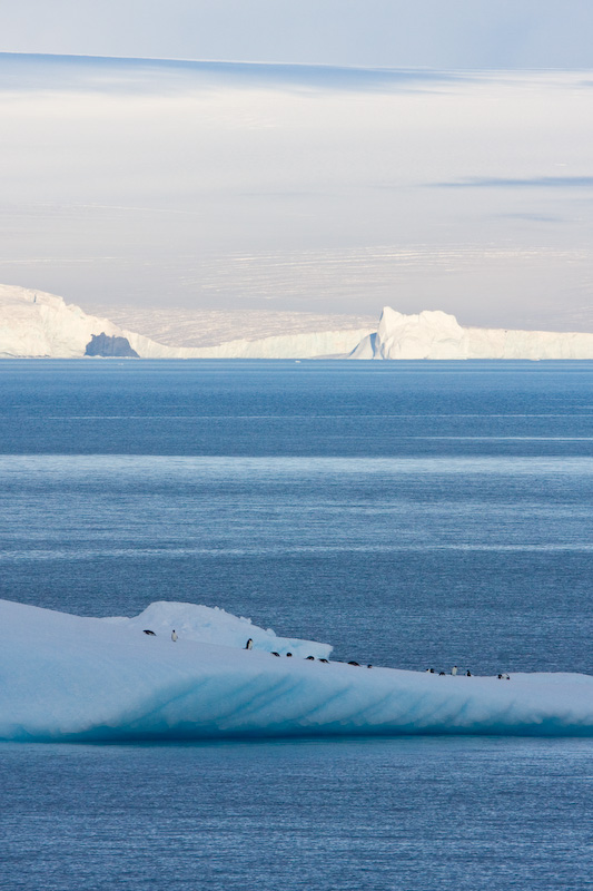 Adélie Penguins On Iceberg